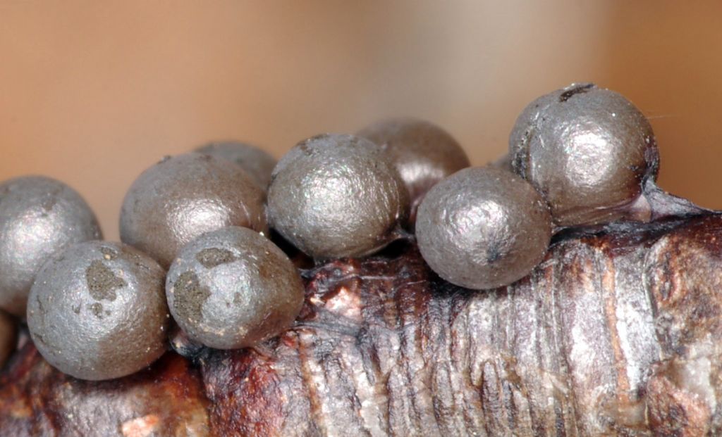 Lamproderma cristatum